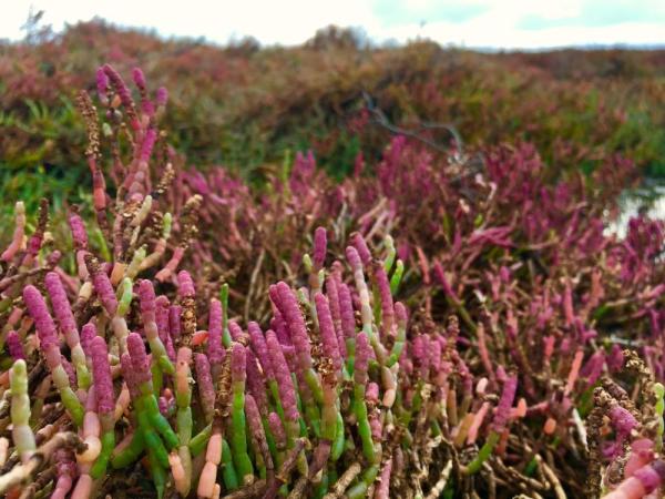 Pickleweed habitat; Credit Hope Presley