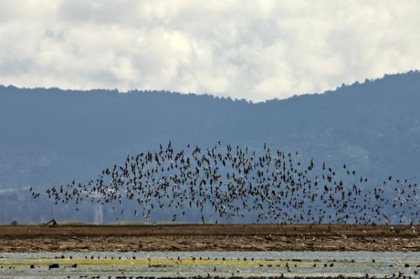 Eden Landing. Credit: Judy Irving, Pelican Media