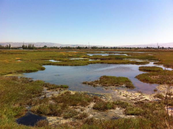 La Riviere Marsh. Credit: Joan Morris