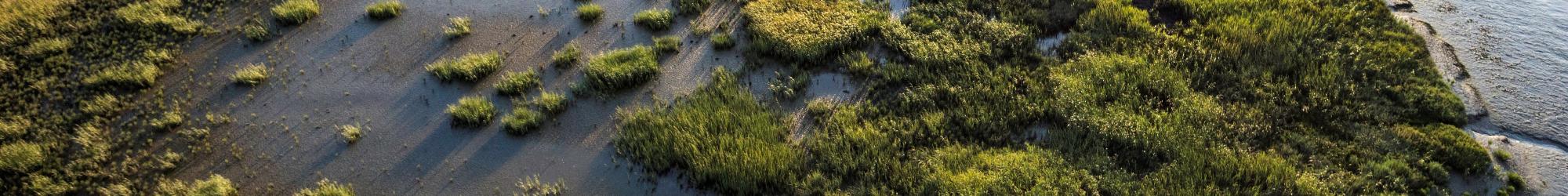 Developing salt marsh at the Island Ponds. Credit: Cris Benton