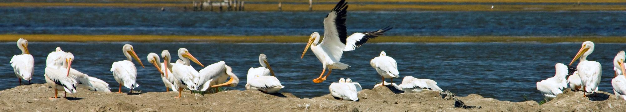 Pelicans loaf on a nesting island. Credit: Judy Irving, Pelican Media.