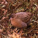 clapper rail