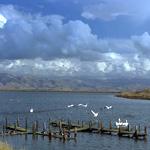 bay birds