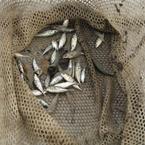 Native fish, three-spined sticklebacks, netted in a fish-sampling session. Credit: Cheryl Strong.