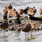 Black skimmers amid marbled godwits. Credit: M. Bruce Grosjean.