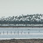 Flocks of birds at Eden Landing's newly optimized Ponds E12 and E13. Credit: Judy Irving, Pelican Media