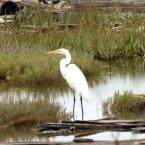 An egret stands amid Eden Landing salt marshes