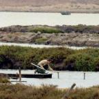 Eden Landing Ecological Reserve Manager John Krause gathers water from Pond E7 to test for salinity.