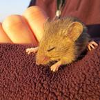 An endangered salt marsh harvest mouse, caught by Refuge scientists during a survey. Credit: U.S. Fish & Wildlife Service