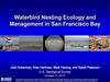 Waterbird Nesting Ecology and Management in San Francisco Bay - Title Slide