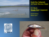 The South Bay Mercury Project: Using Small Fish in Alviso Slough to Monitor Downstream Effects of Wetland Restoration in the South Bay Salt Ponds (Title Slide)