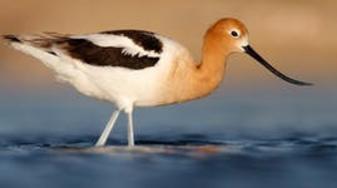 Pacific Flyway