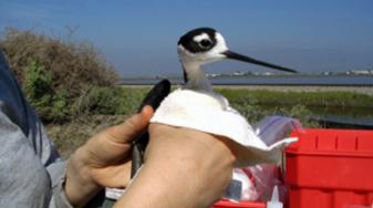 Bird being cleaned