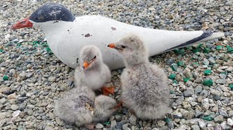 Caspian tern chicks with a decoy tern. Credit: Crystal Shore