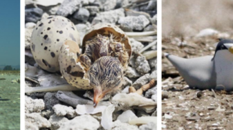 California least terns and their eggs and nests