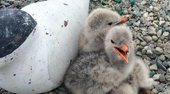 Caspian tern chicks nestle by decoy at the Refuge