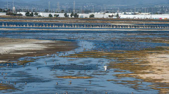 Shorebirds, waterbirds and gulls at Eden Landing. Credit: Ann Hermes