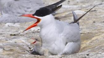 Caspian tern with chick in the Columbia Plateau. Credit: Daniel D. Roby