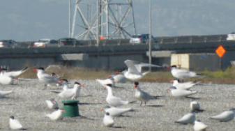 Terns were attracted with decoys and speakers playing breeding sounds. Credit: Crystal Shore, USGS