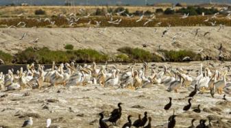 Pelicans, cormorants, terns, stilts and gulls on island. Credit: Judy Irving © Pelican Media