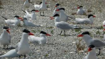 Caspian terns with decoys. Credit: Crystal Shore, USGS