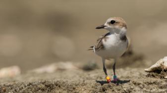 Western Snowy Plover. Credit: Vivek Khanzode