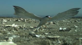 Least tern at Eden Landing. Credit: SFBBO webcam