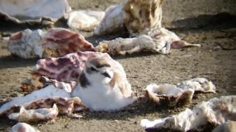 Snowy plover among oyster shell camouflage