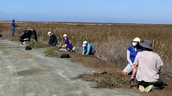 Weeders at work. Credit Annette McMillan