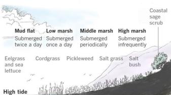 Schematic of wetlands elevations. Credit: LA Times