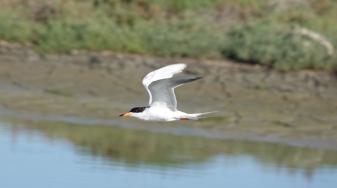 A Forster's tern flies at Ravenswood. Credit: Rachel Tertes