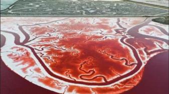 An aerial view of Alviso-area salt ponds, 2023. Credit: Anadolu Agency via Getty Images