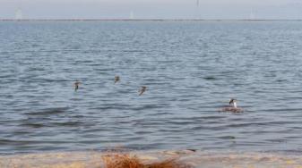 Birds fly over a newly wet Ravenswood Pond R4 the day after its 12-13-23 breach. Credit: Save The Bay