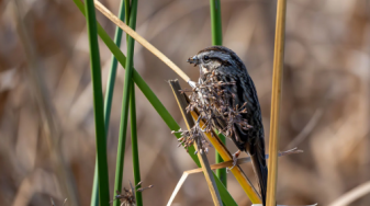 Song sparrow at Alviso. Credit Caitlin Dempsey