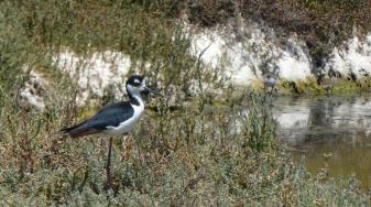 Black-necked Stilt by Larry Rosenblum