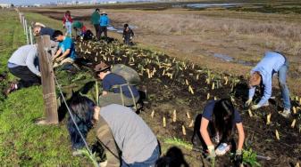 Volunteers planting. Credit: Save The Bay