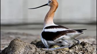 American avocet on nest. Credit: Josh Ackerman, USGS