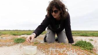 Maddy Schwarz of SFBBO tests snowy plover eggs. Credit: Magali Gauthier