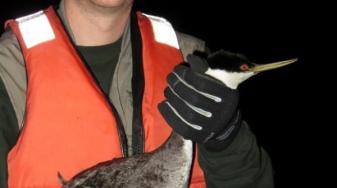 Josh Ackerman with a western grebe
