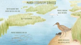 Marsh ecosystem services. Credit: Hannah Kanne