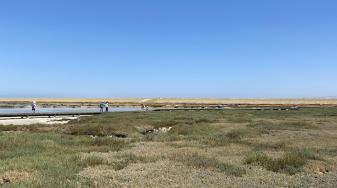 Alviso tidal marsh