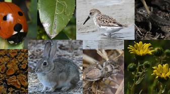 A collage of wildlife and plant photos