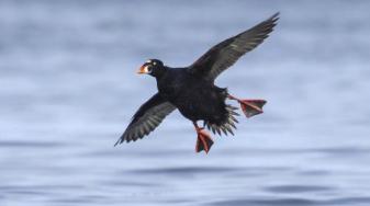 A surf scoter. Credit: KQED - Liam Singh.