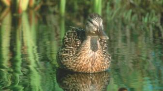 Duck and chick
