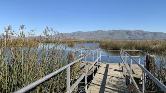 Alviso tidal marsh. Credit: Hope Presley