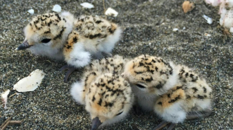 Snowy plover chicks. Credit: Nora Papian, USFWS