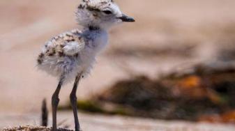 Snowy plover chick. Credit: hsug1747 via iNaturalist via Bay Nature