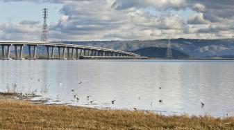 Shorebirds near Dumbarton Bridge. Credit: Judy Irving, Pelican Media