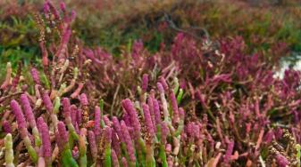 Pickleweed habitat; Credit Hope Presley