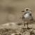 50 Steps to Count Your Plover